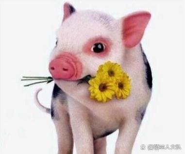 萌小猪身高真实身高是多少