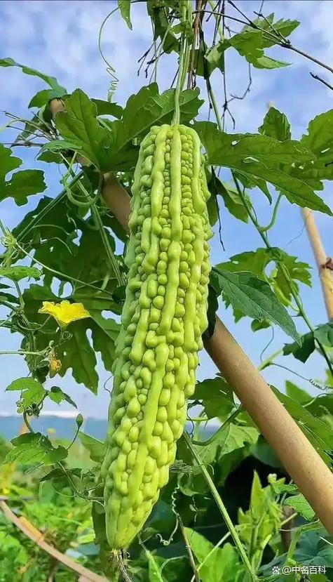 苦瓜喜阴还是喜阳