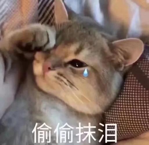 发流泪表情怎么回复