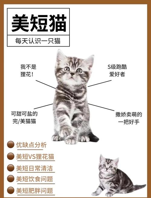 美短猫多久成年缩略图