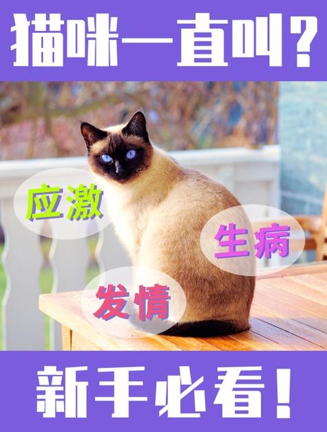 猫的喵啥意思缩略图