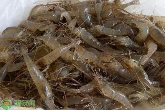 野生河虾一年繁殖几次游戏截图
