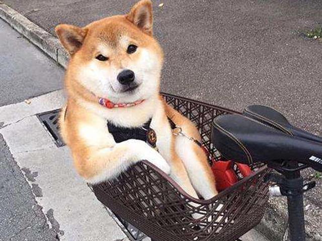 开酒猫叫什么截图