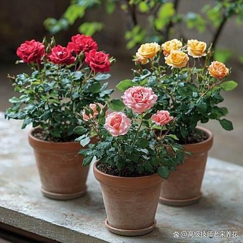 花园怎么种花截图