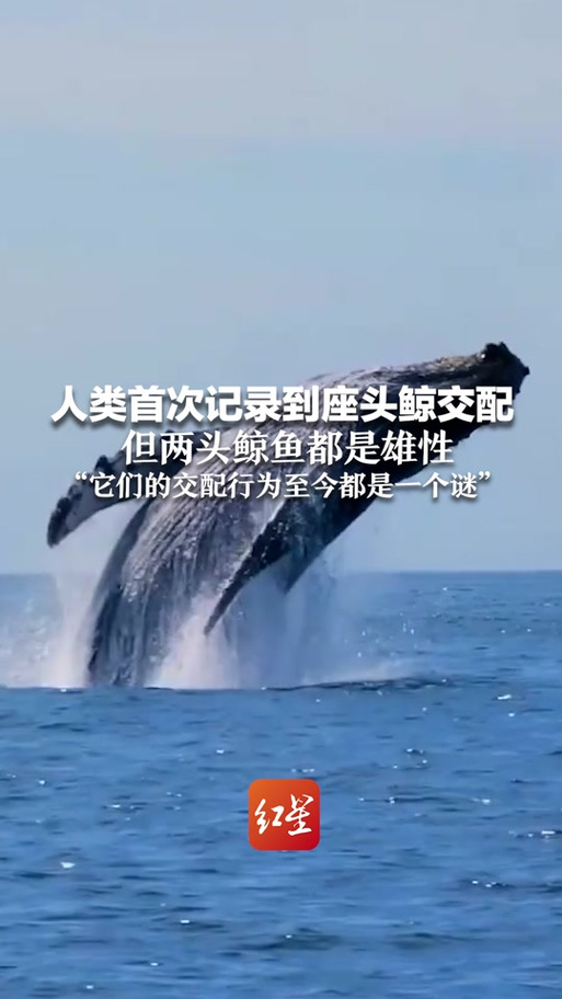 鲸鱼配对视频