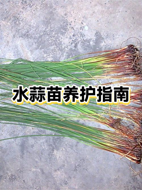 大蒜种深了在长头时可以扒土吗截图