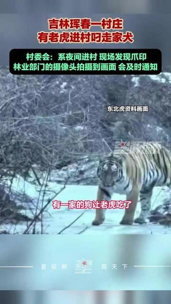 老虎进村狗敢叫吗截图