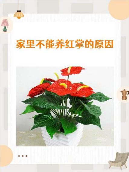 红掌是什么原因造成的截图