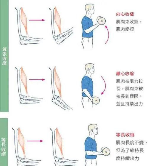肌肉运动