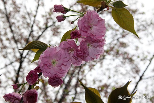 某父樱花截图