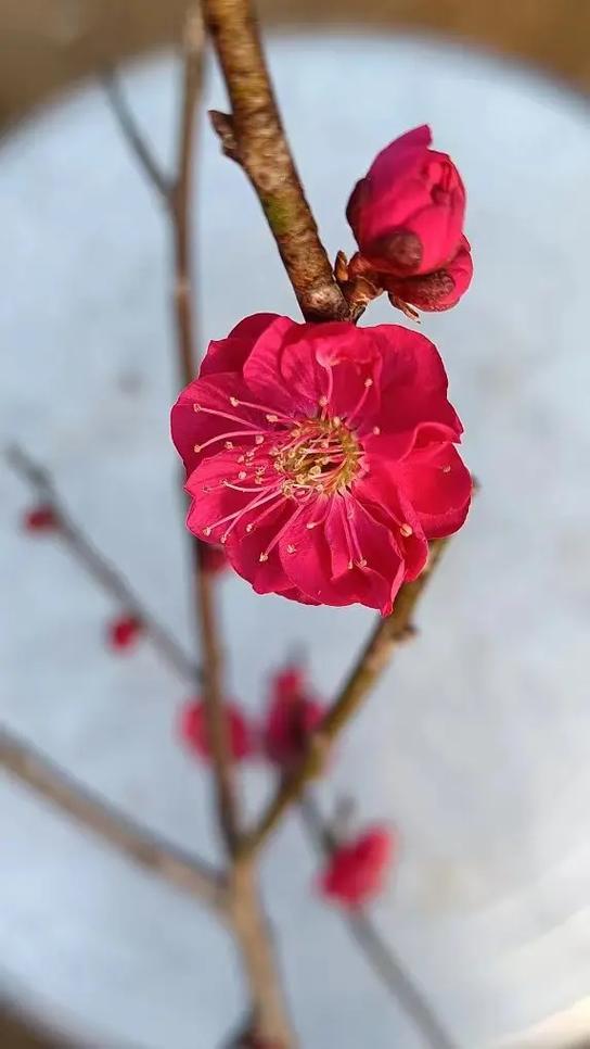 梅花红梅缩略图