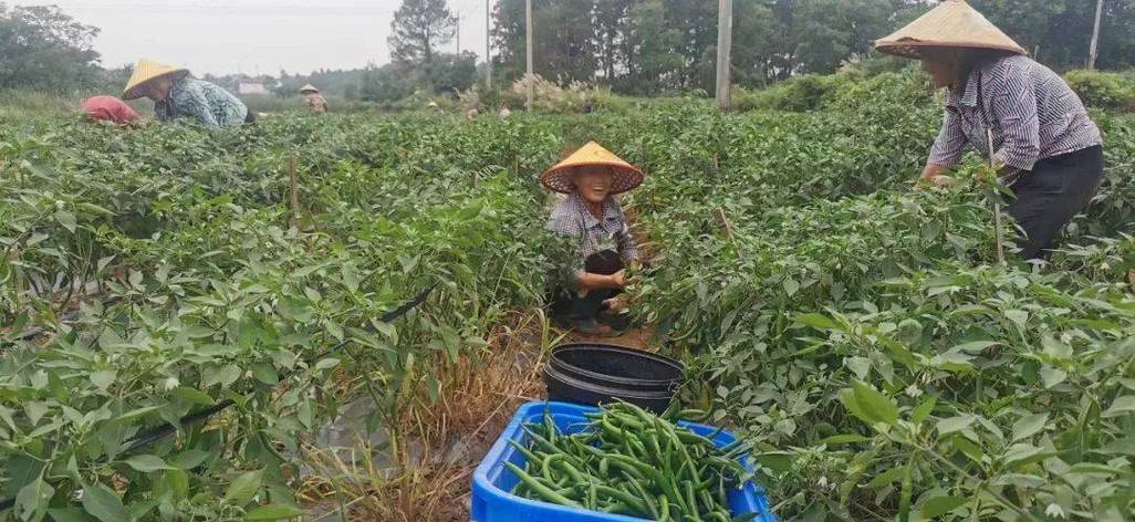 辣讯是利用什么赚钱的截图