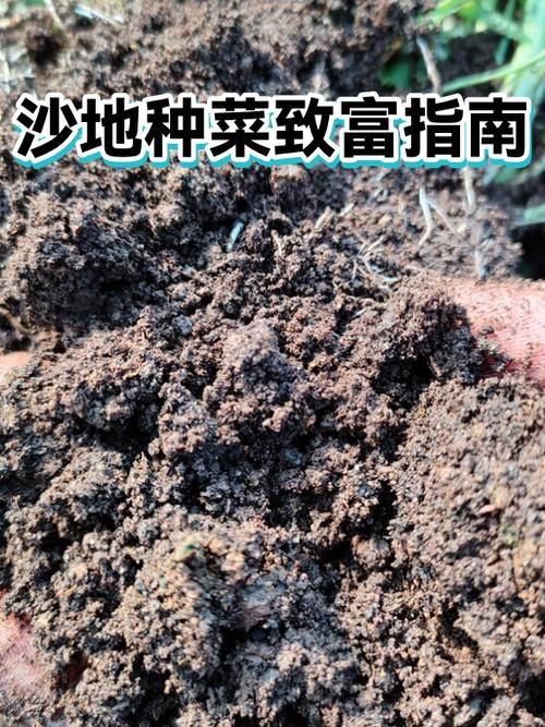 种菜赚钱