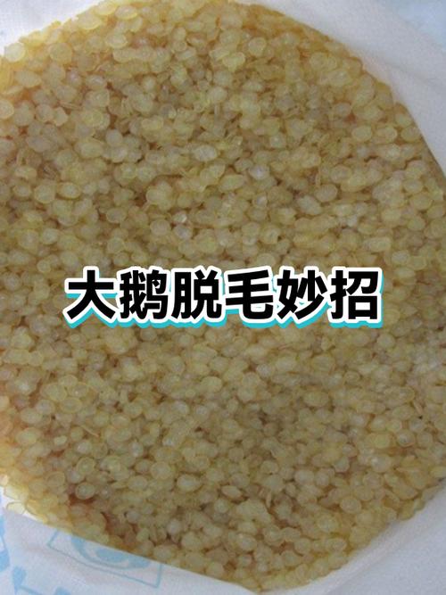 宰鹅脱毛方法快速