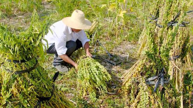 芝麻原产地在哪里缩略图