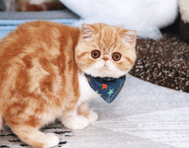 一只加菲猫能活多少年