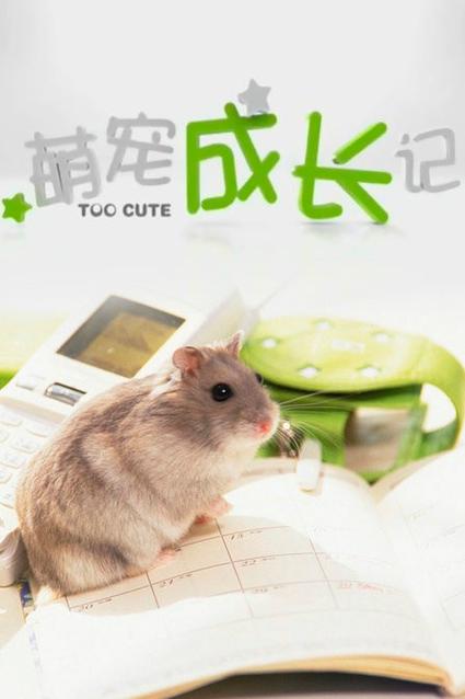 萌宠养成记