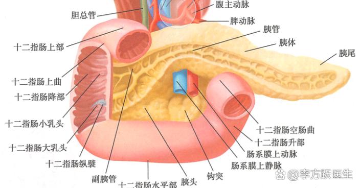 十二指肠球部的位置在什么地方