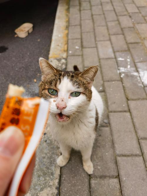 建筑师傅没有做完模拟猫哥他去开翻