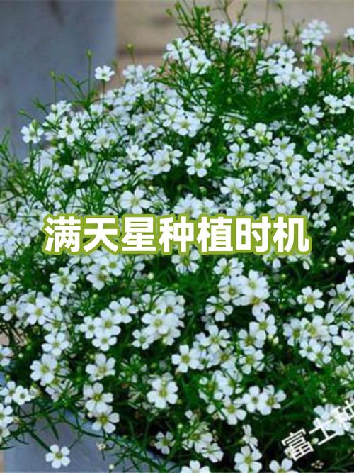 满天星无广告版官方版