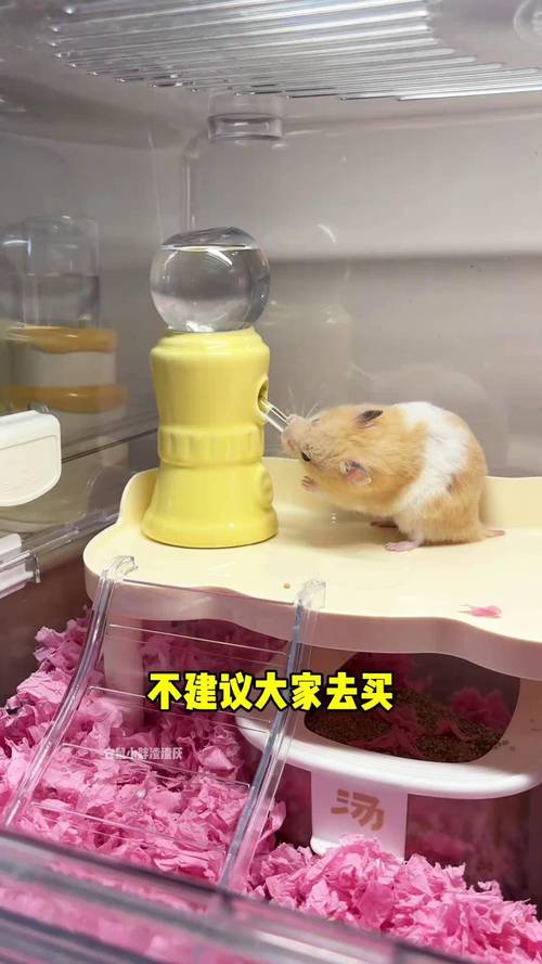 仓鼠沾了点水有事吗游戏截图