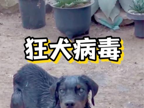 狗血携带狂犬病毒吗