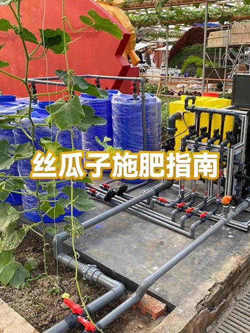 丝瓜最好的肥料缩略图