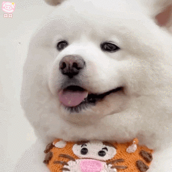 表情包狗狗是什么意思