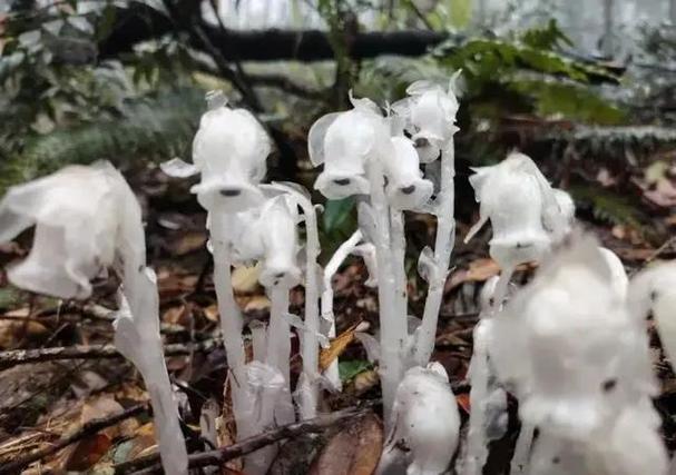 阴间植物有哪些