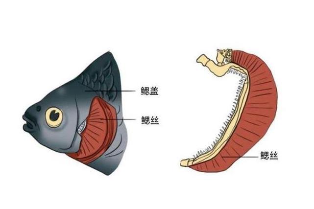 鱼鳃里面白色像弹簧能吃吗截图