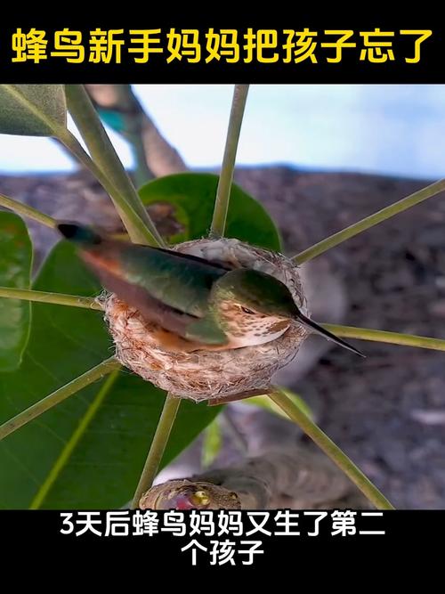 蜂鸟注销多久后算新人截图