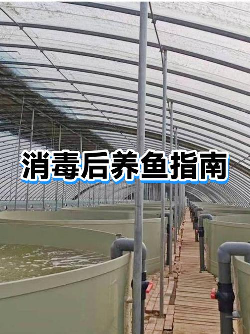 鱼缸有必要养鼠鱼吗