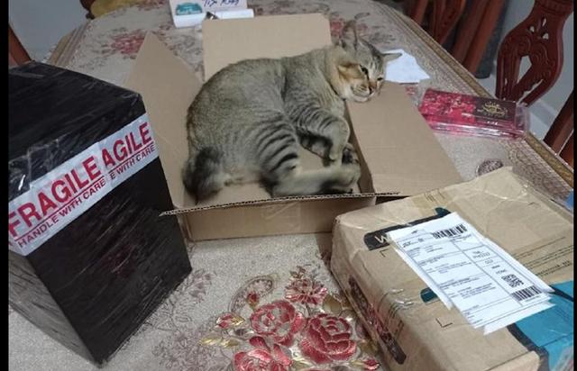 猫咪进去之后为啥更新不了缩略图