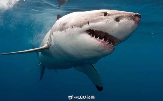 100头鲨鱼吃人视频缩略图