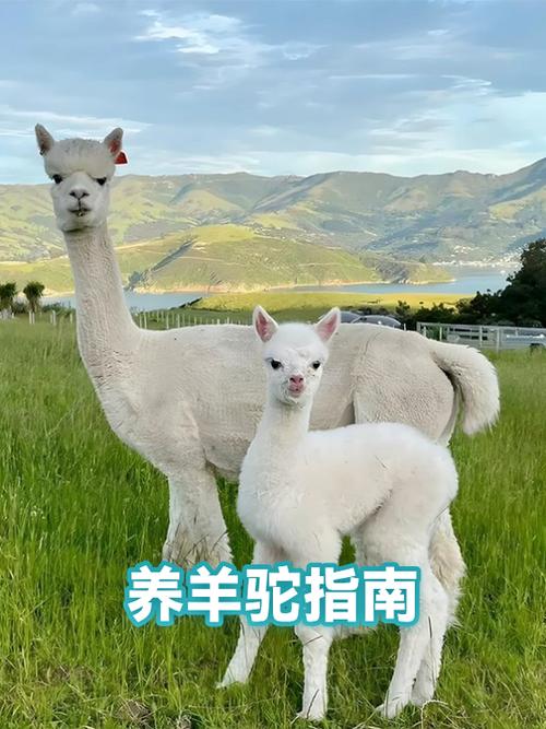羊驼怎么骑的详细步骤截图