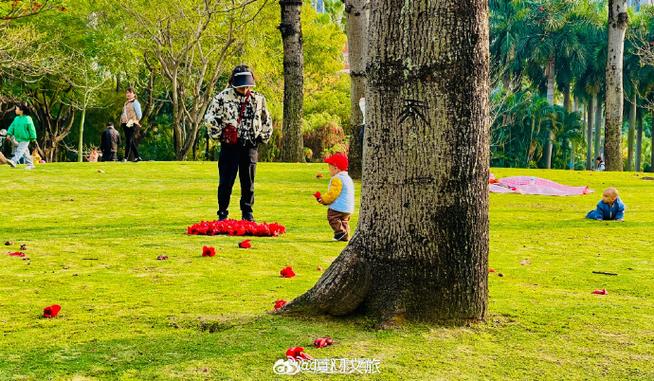 花视频素材