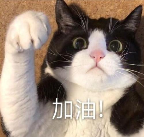 加油表情包可爱猫咪截图