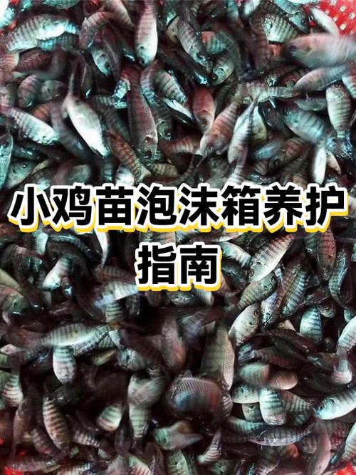 雏鸡喂养的正确方法缩略图