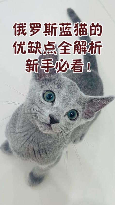 蓝猫的优缺点