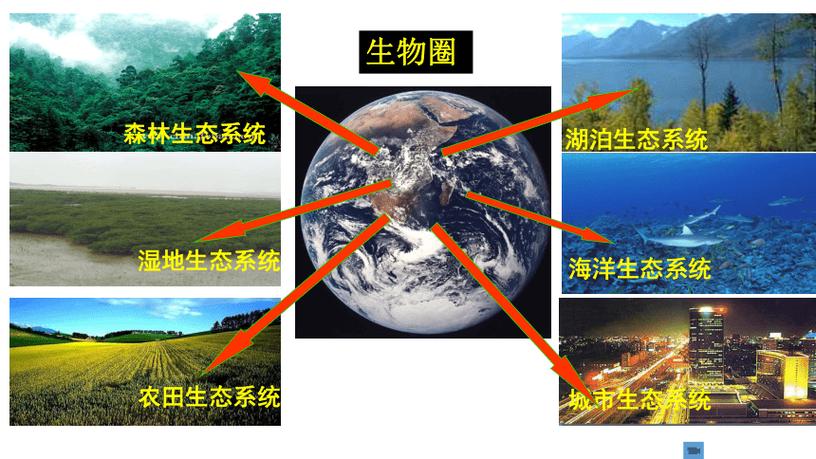 一个生态系统缩略图