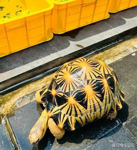 乌龟跑了是福还是祸截图