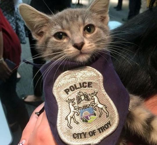 黑猫警长和白猫班长图