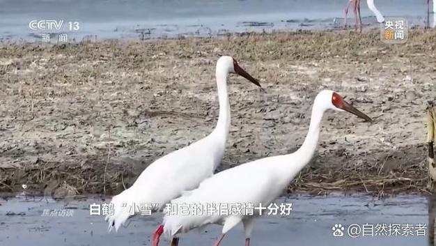 手机搬家怎么使用游戏截图