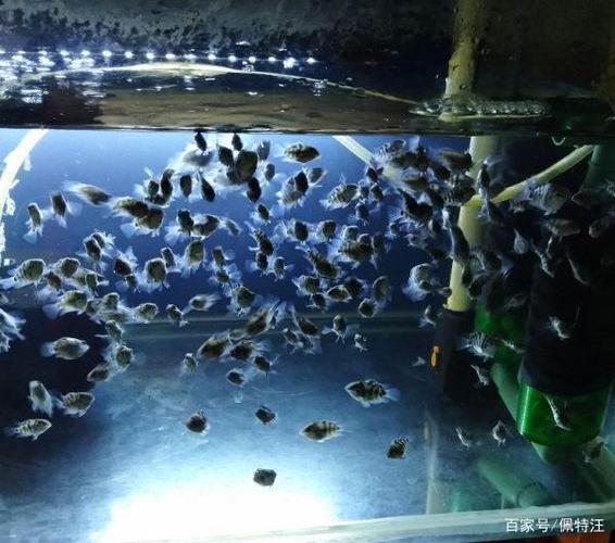 鹦鹉鱼用打氧吗缩略图