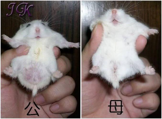仓鼠会放屁吗图标