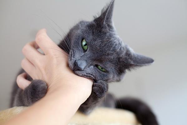 猫扑人是为什么截图