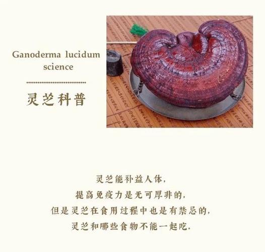 乳腺结节可以吃灵芝吗