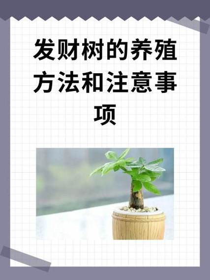 发财树的种植方法截图