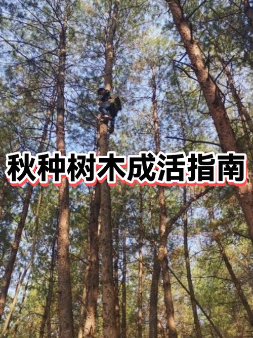 栽树成活最高的方法游戏截图