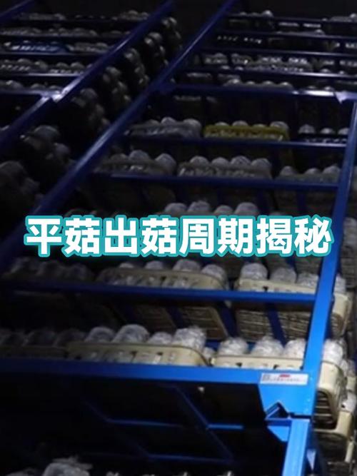 平菇出菇期最怕什么截图